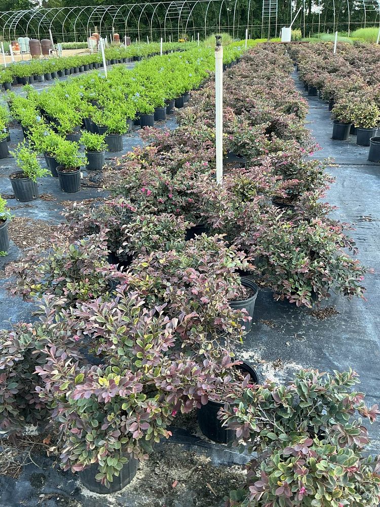 loropetalum-chinense-rubrum-ruby-chinese-fringe-flower
