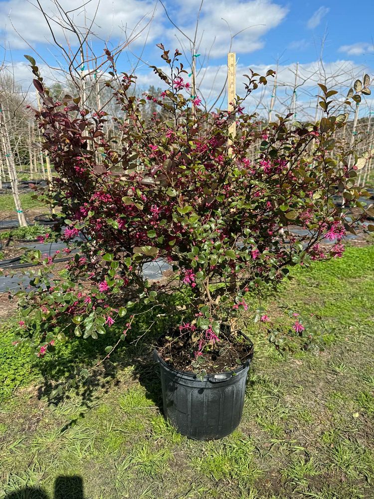 loropetalum-chinense-rubrum-ruby-chinese-fringe-flower