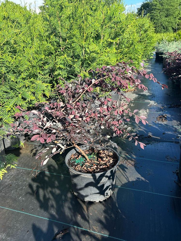 loropetalum-chinense-rubrum-ruby-chinese-fringe-flower
