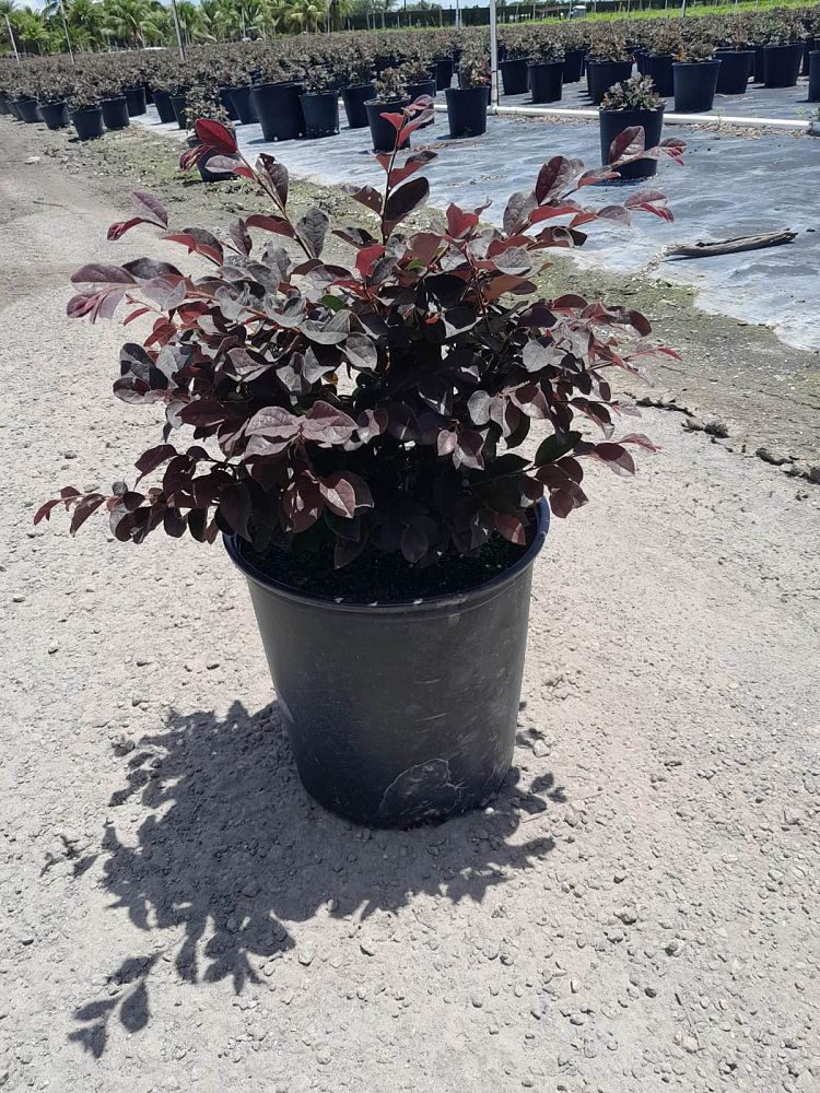 loropetalum-chinense-rubrum-ruby-chinese-fringe-flower