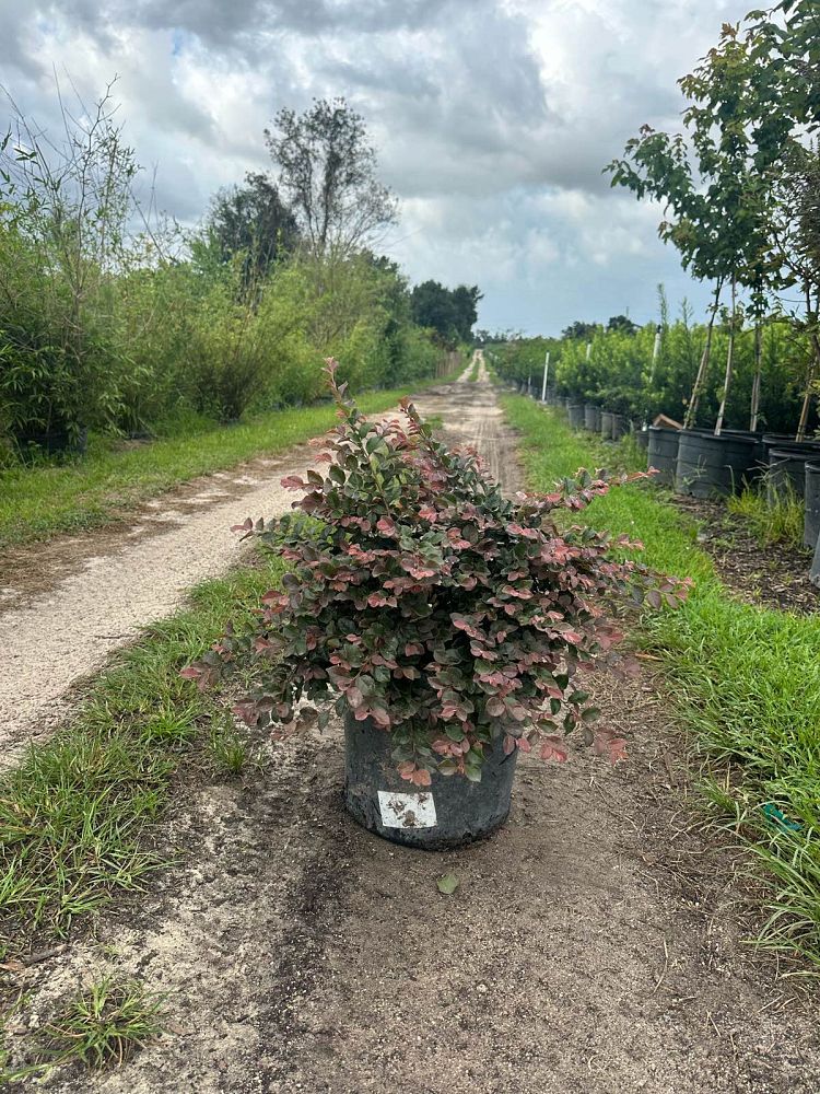 loropetalum-chinense-rubrum-ruby-chinese-fringe-flower