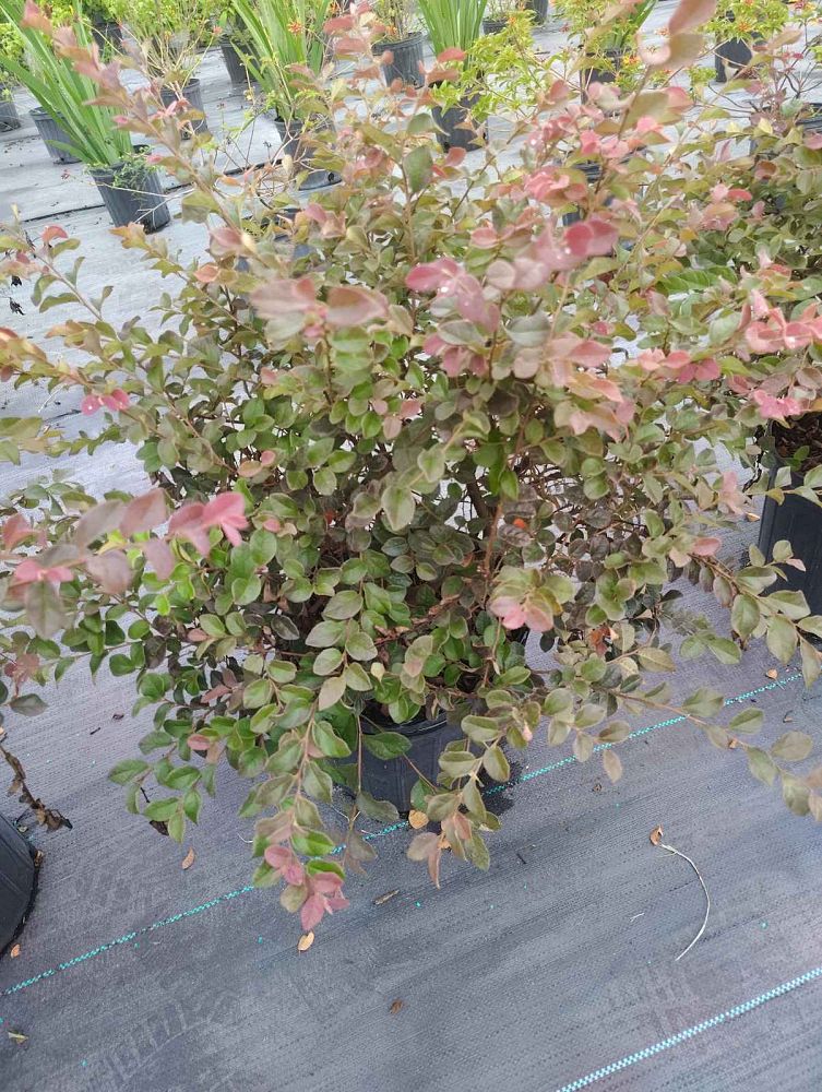 loropetalum-chinense-rubrum-ruby-chinese-fringe-flower