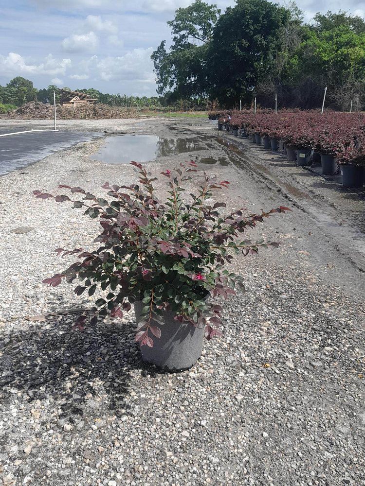 loropetalum-chinense-rubrum-ruby-chinese-fringe-flower