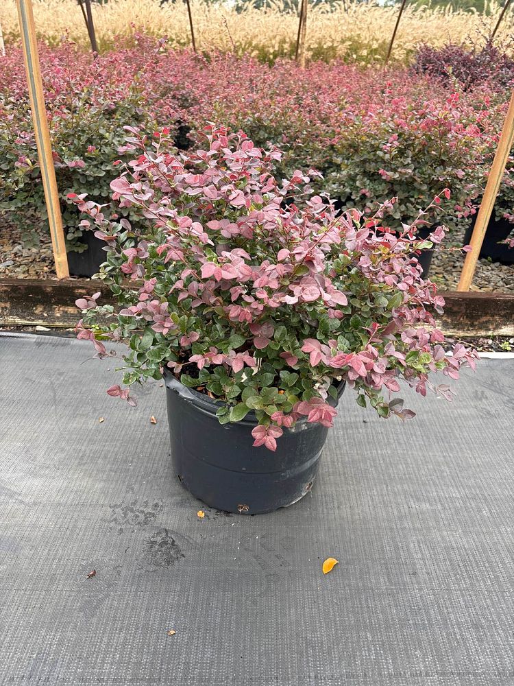 loropetalum-chinense-rubrum-ruby-chinese-fringe-flower