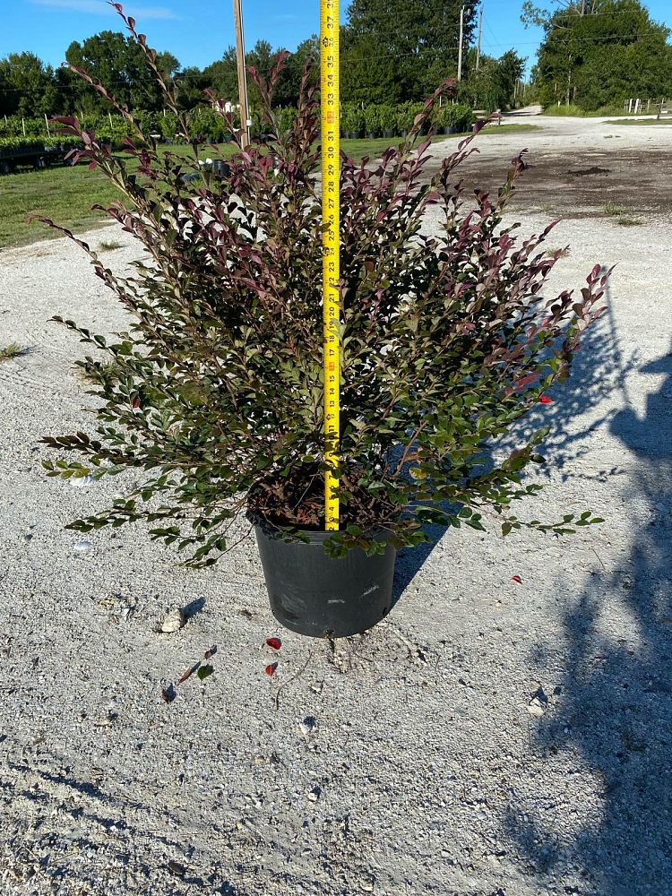loropetalum-chinense-rubrum-ruby-chinese-fringe-flower