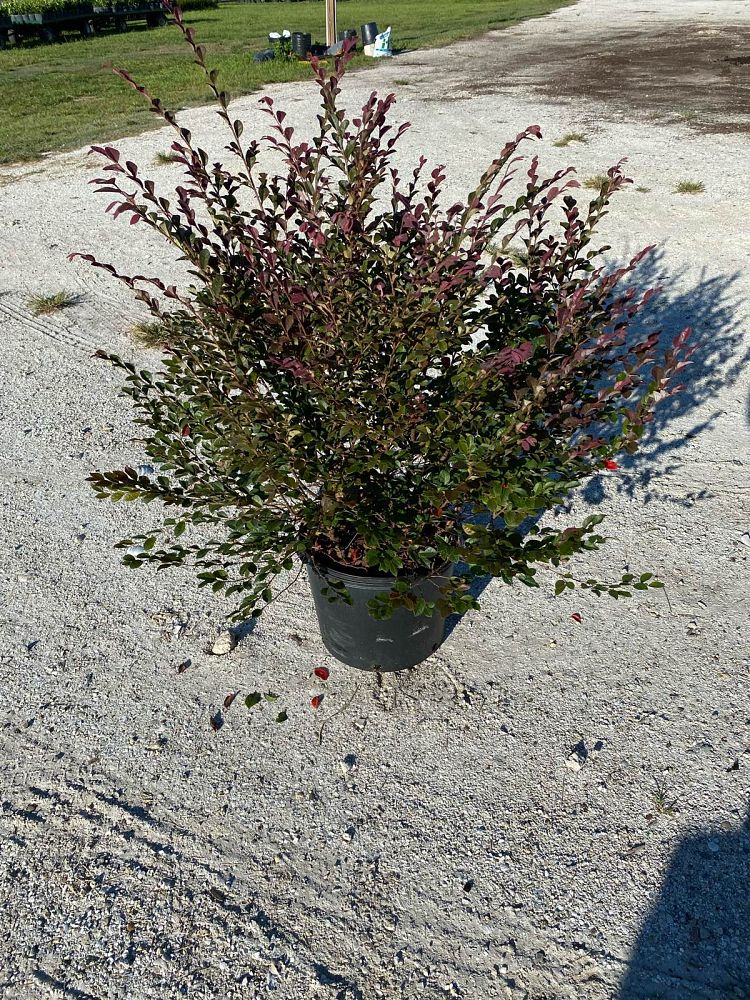 loropetalum-chinense-rubrum-ruby-chinese-fringe-flower