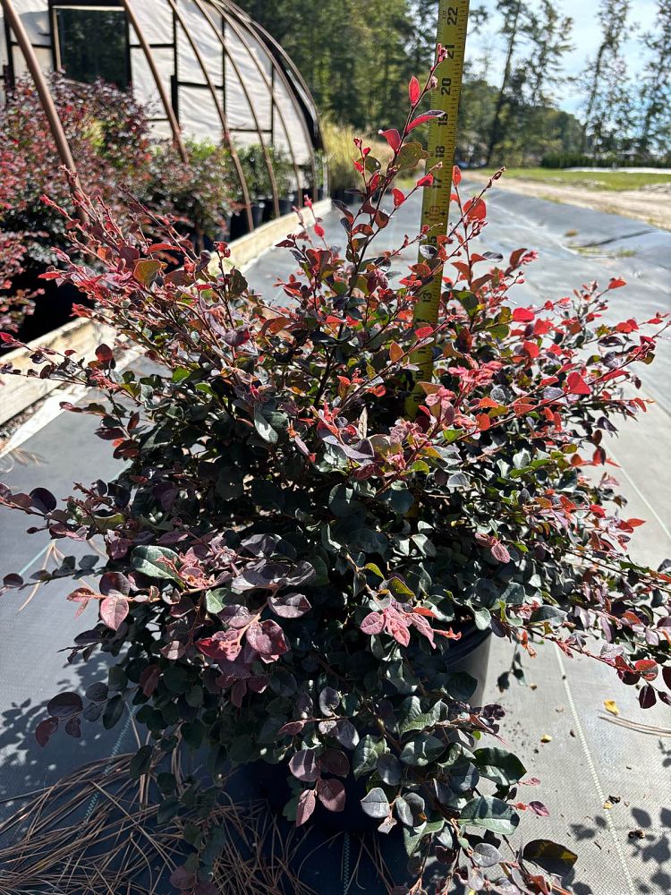 loropetalum-chinense-rubrum-ruby-chinese-fringe-flower