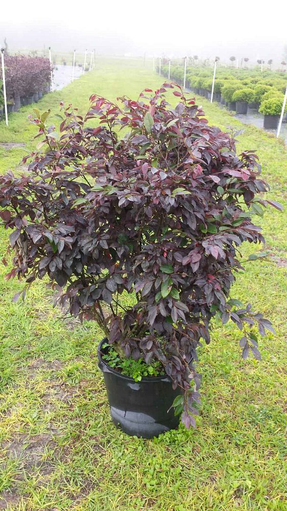 loropetalum-chinense-rubrum-zhuzhou-fuchsia-chinese-fringe-flower-chinese-witch-hazel