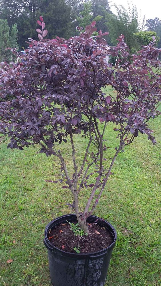 loropetalum-chinense-rubrum-zhuzhou-fuchsia-chinese-fringe-flower-chinese-witch-hazel