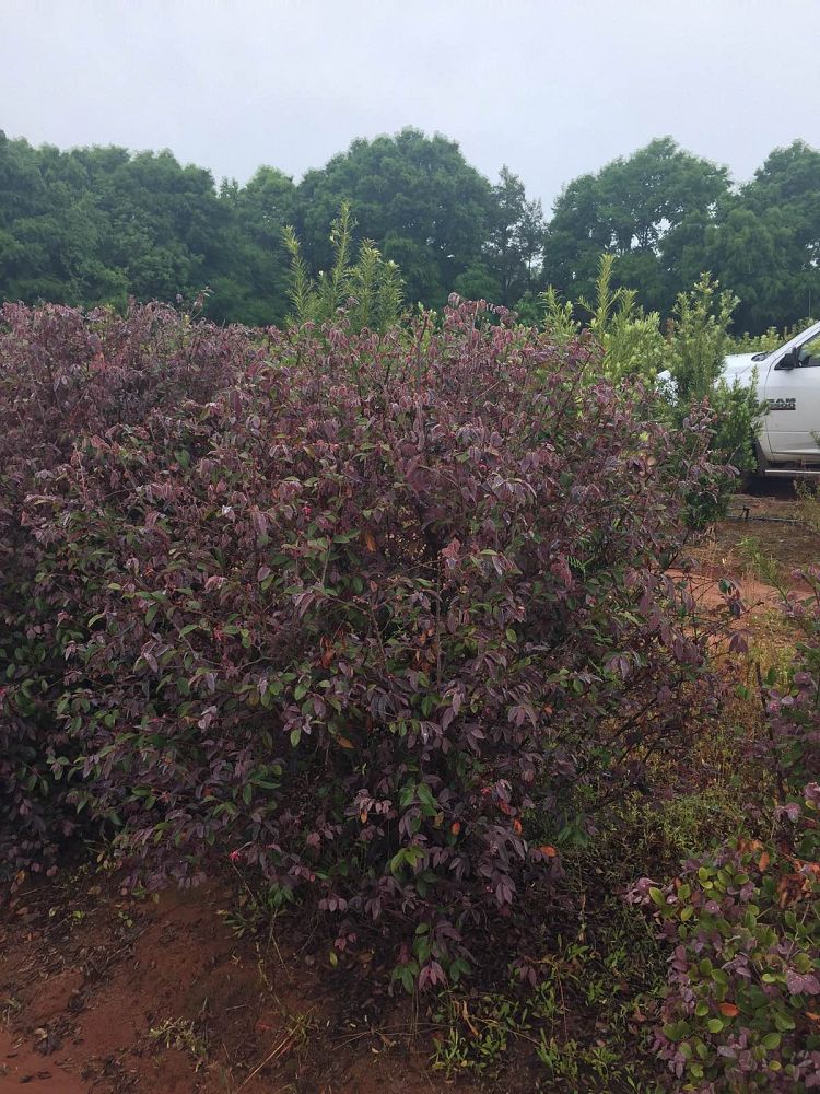 loropetalum-chinense-rubrum-zhuzhou-fuchsia-chinese-fringe-flower-chinese-witch-hazel