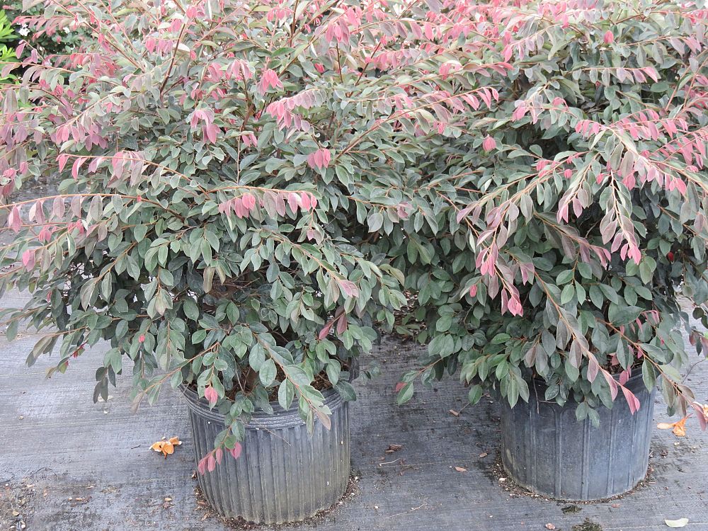 loropetalum-chinense-rubrum-zhuzhou-fuchsia-chinese-fringe-flower-chinese-witch-hazel
