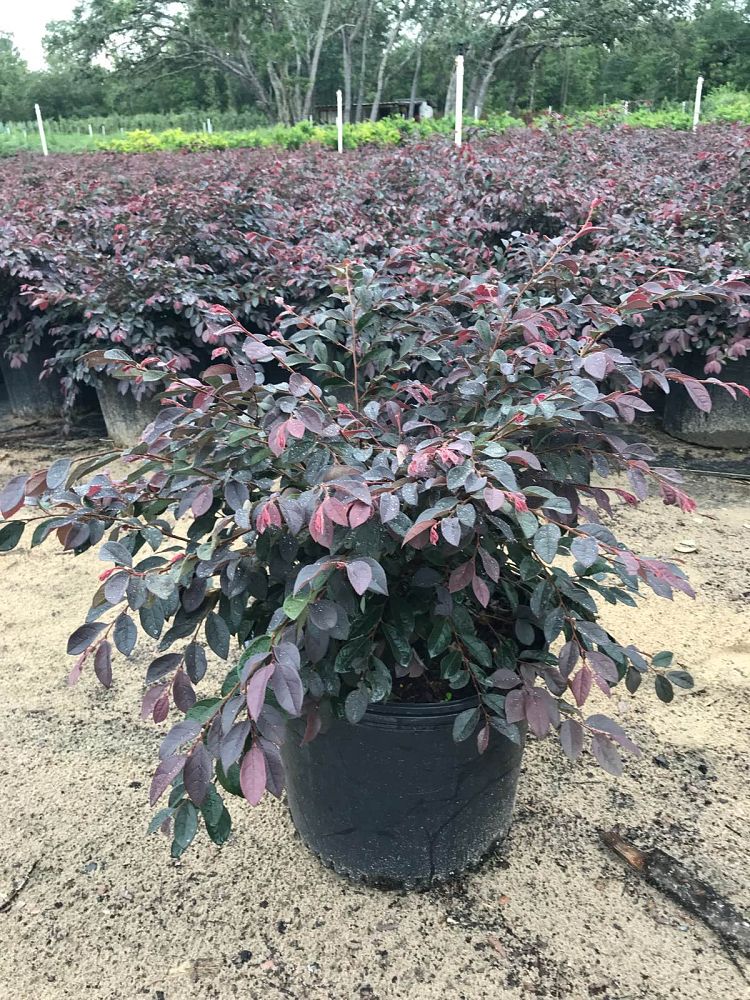 loropetalum-chinense-rubrum-zhuzhou-fuchsia-chinese-fringe-flower-chinese-witch-hazel