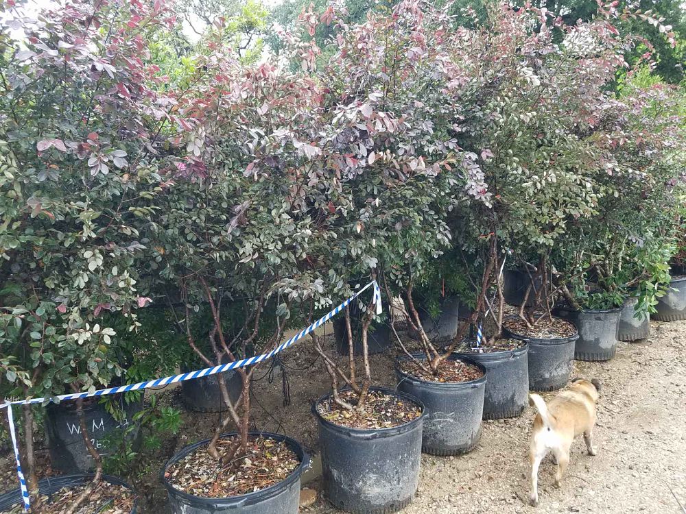 loropetalum-chinense-rubrum-zhuzhou-fuchsia-chinese-fringe-flower-chinese-witch-hazel