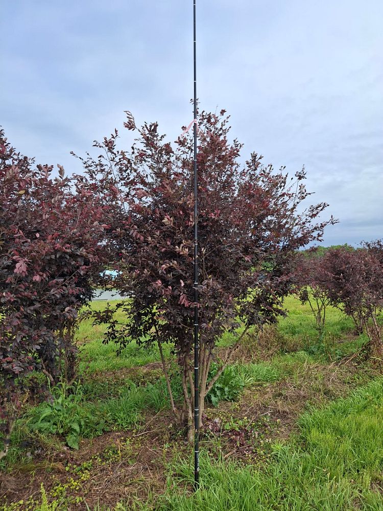 loropetalum-chinense-rubrum-zhuzhou-fuchsia-chinese-fringe-flower-chinese-witch-hazel