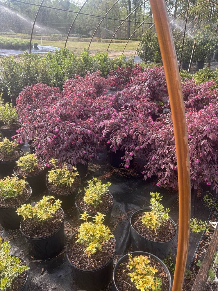 loropetalum-chinense-rubrum-zhuzhou-fuchsia-chinese-fringe-flower-chinese-witch-hazel