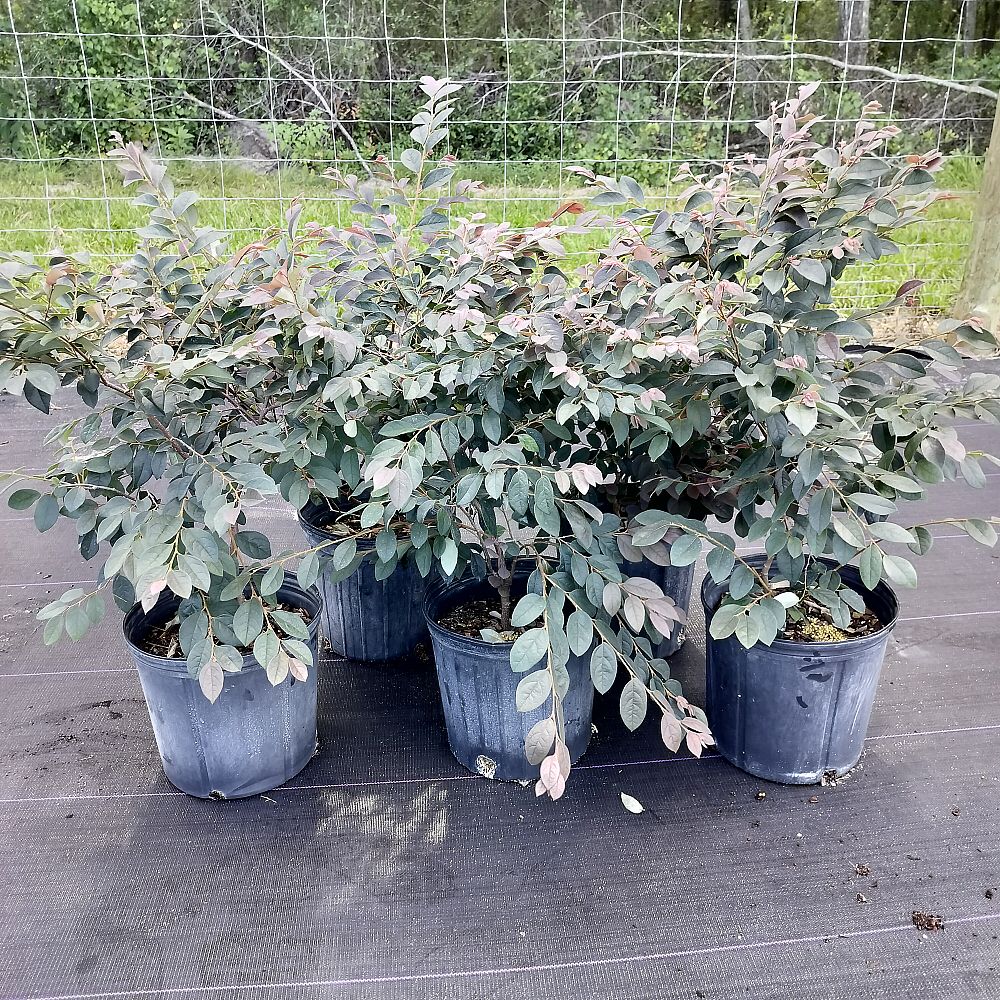 loropetalum-chinense-rubrum-zhuzhou-fuchsia-chinese-fringe-flower-chinese-witch-hazel