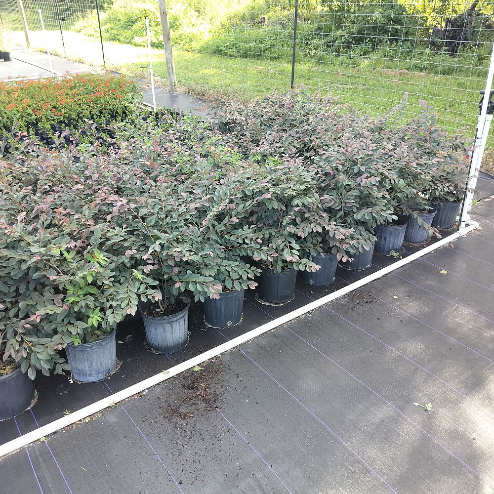 loropetalum-chinense-rubrum-zhuzhou-fuchsia-chinese-fringe-flower-chinese-witch-hazel
