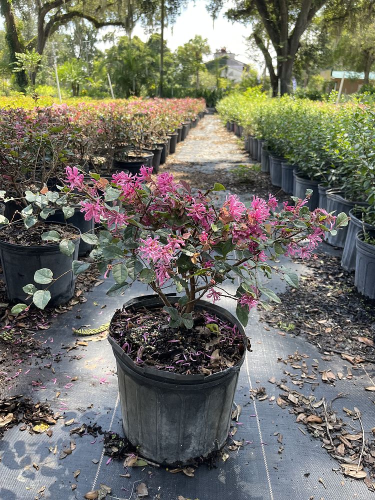 loropetalum-chinense-ruby-fire-chinese-fringe-flower