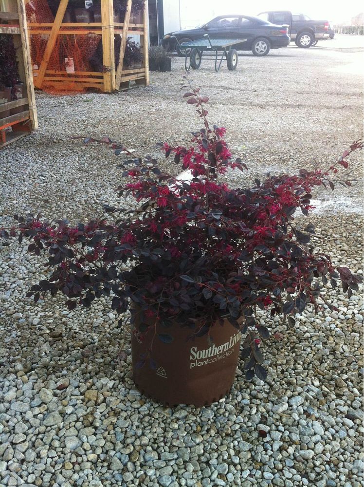 loropetalum-chinense-shang-hi-purple-diamond-reg-semi-dwarf-chinese-fringe-flower