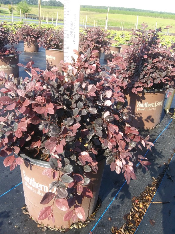 loropetalum-chinense-shang-hi-purple-diamond-reg-semi-dwarf-chinese-fringe-flower
