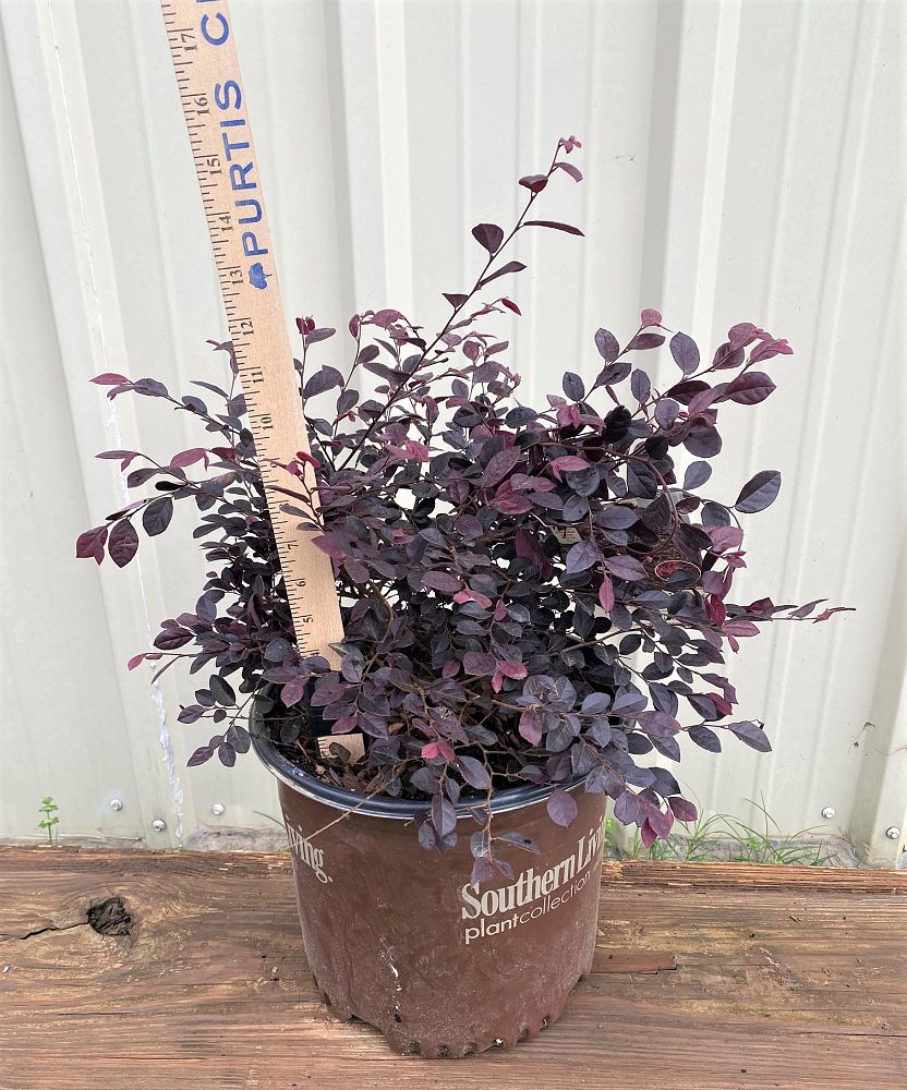 loropetalum-chinense-shang-hi-purple-diamond-reg-semi-dwarf-chinese-fringe-flower