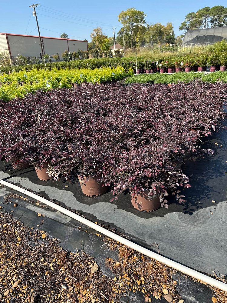 loropetalum-chinense-shang-hi-purple-diamond-reg-semi-dwarf-chinese-fringe-flower