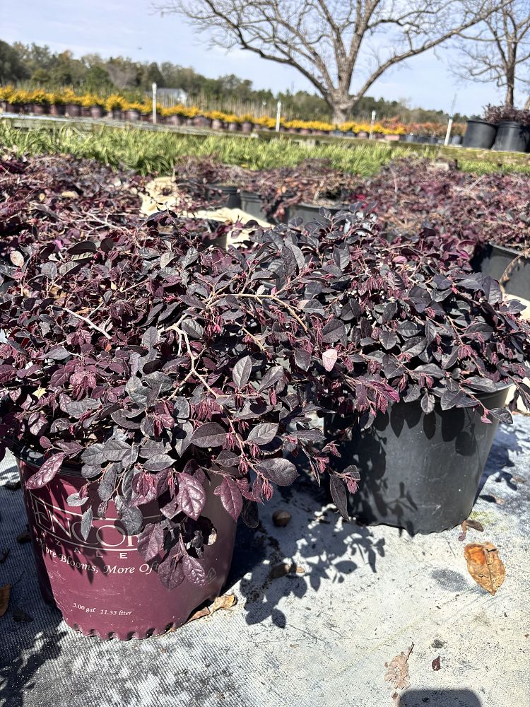 loropetalum-chinense-shang-hi-purple-diamond-reg-semi-dwarf-chinese-fringe-flower