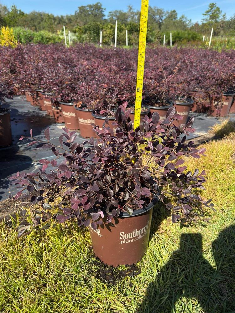 loropetalum-chinense-shang-hi-purple-diamond-reg-semi-dwarf-chinese-fringe-flower