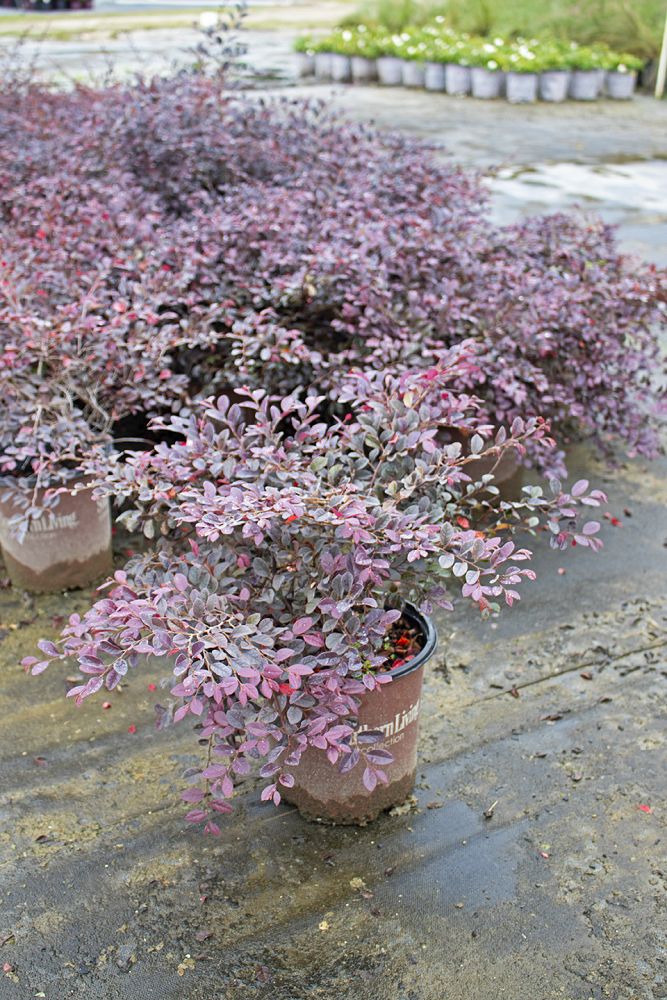 loropetalum-chinense-shang-hi-purple-diamond-reg-semi-dwarf-chinese-fringe-flower