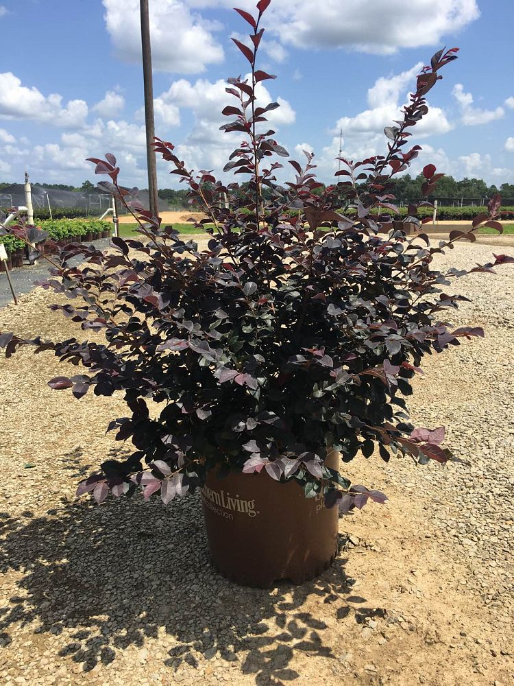 loropetalum-chinense-shang-red-red-diamond-trade-midsize-chinese-fringe-flower