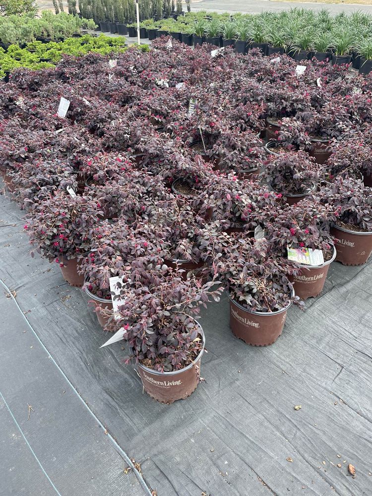 loropetalum-chinense-shang-red-red-diamond-trade-midsize-chinese-fringe-flower