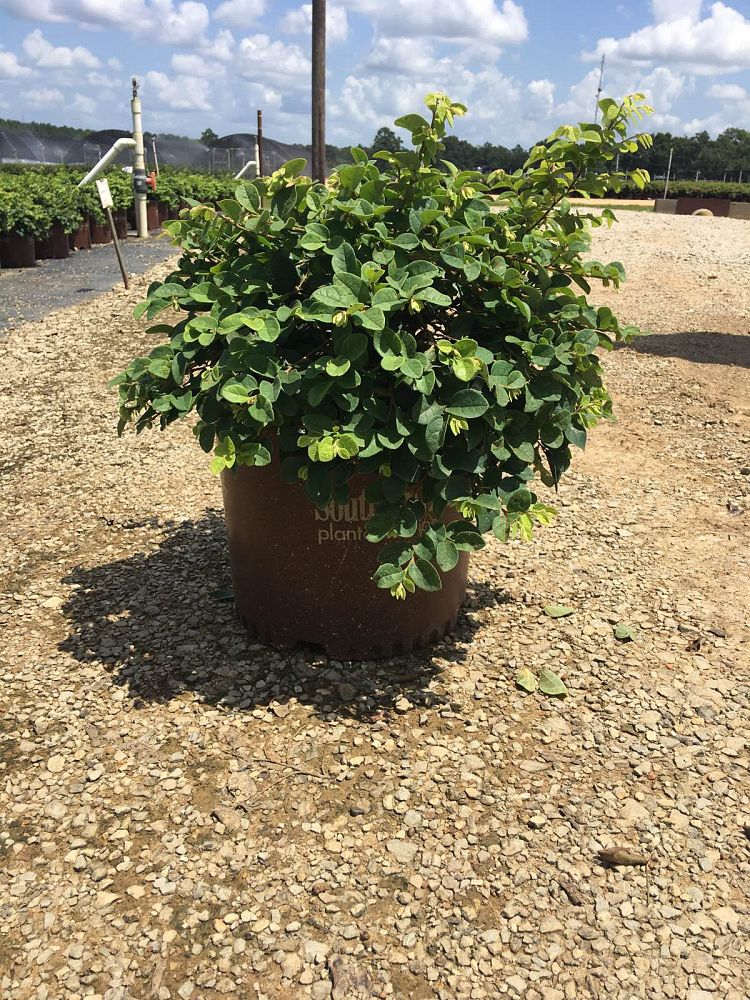 loropetalum-chinense-shang-white-emerald-snow-reg-semi-dwarf-chinese-fringe-flower