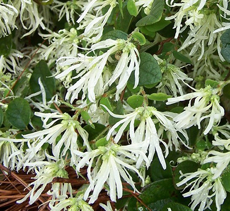 loropetalum-chinense-shang-white-emerald-snow-reg-semi-dwarf-chinese-fringe-flower