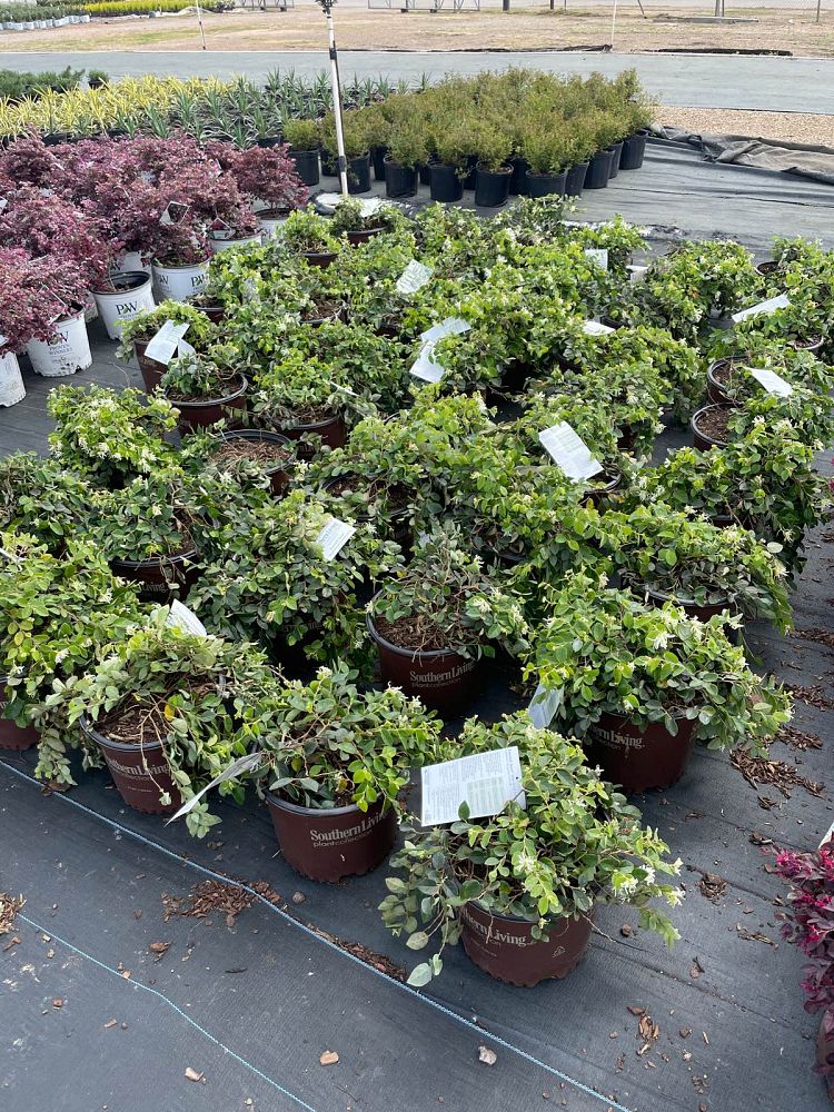 loropetalum-chinense-shang-white-emerald-snow-reg-semi-dwarf-chinese-fringe-flower