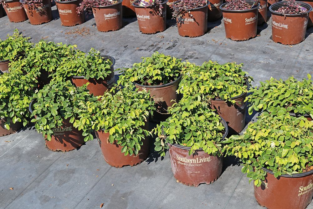 loropetalum-chinense-shang-white-emerald-snow-reg-semi-dwarf-chinese-fringe-flower