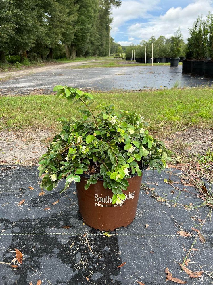 loropetalum-chinense-shang-white-emerald-snow-reg-semi-dwarf-chinese-fringe-flower