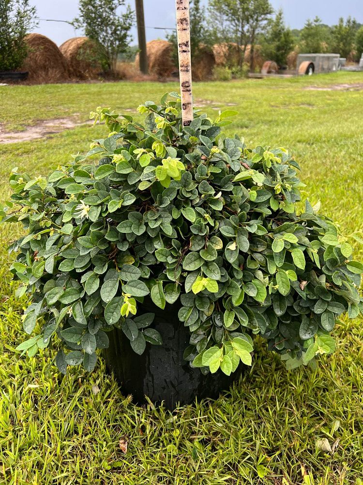 loropetalum-chinense-shang-white-emerald-snow-reg-semi-dwarf-chinese-fringe-flower