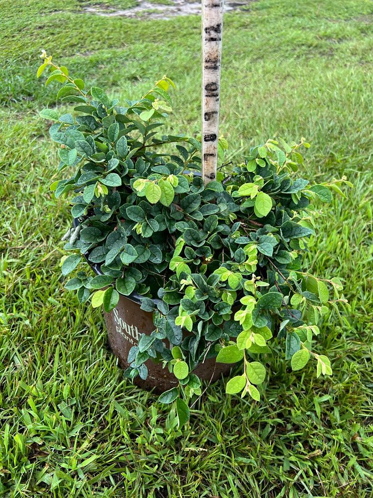 loropetalum-chinense-shang-white-emerald-snow-reg-semi-dwarf-chinese-fringe-flower