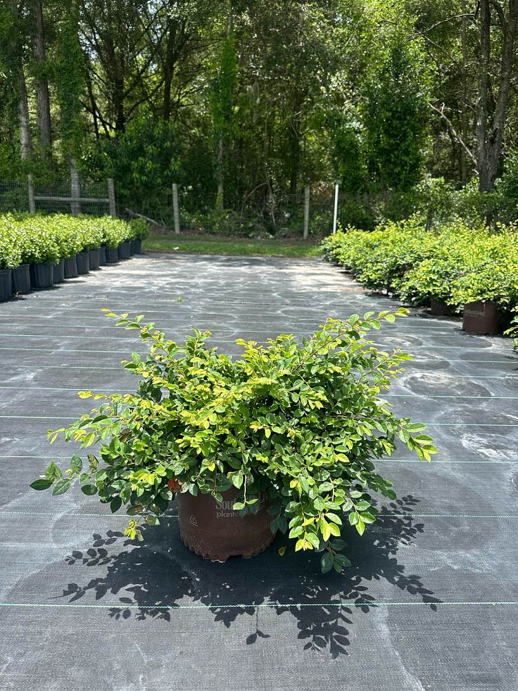 loropetalum-chinense-shang-white-emerald-snow-reg-semi-dwarf-chinese-fringe-flower