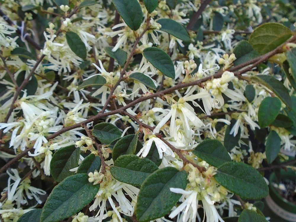 loropetalum-chinense-snow-panda-chinese-fringe-flower