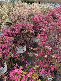 loropetalum-chinense-suzuki-jazz-hands-night-moves-reg-chinese-fringe-flower