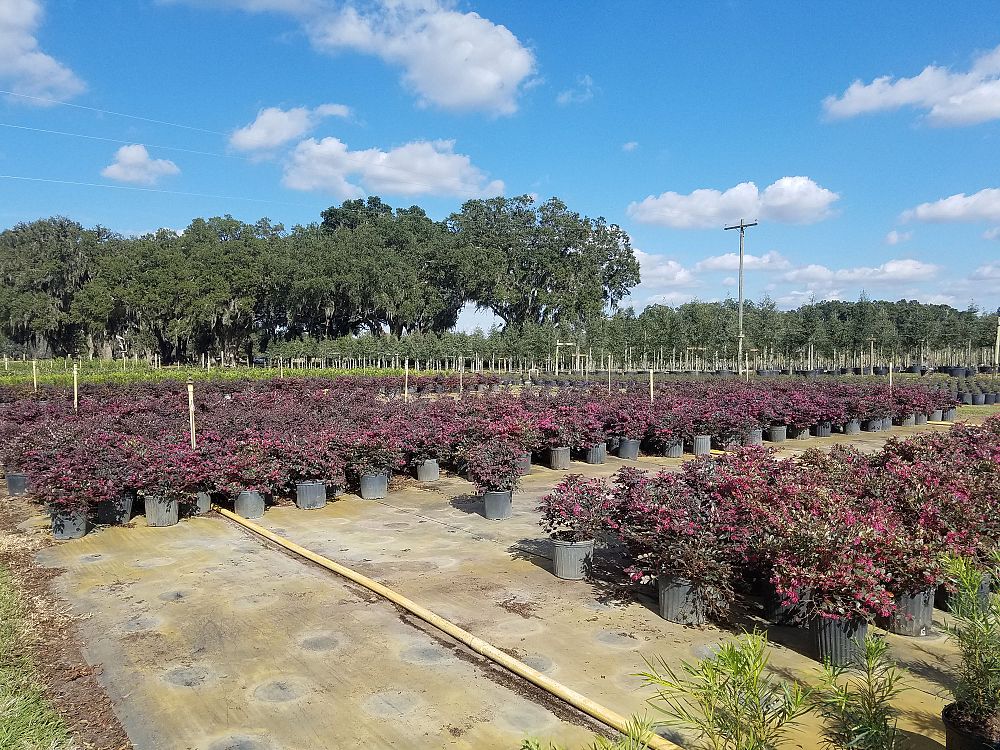 loropetalum-chinense-var-rubrum-piilc-i-crimson-fire-trade-chinese-fringe-flower