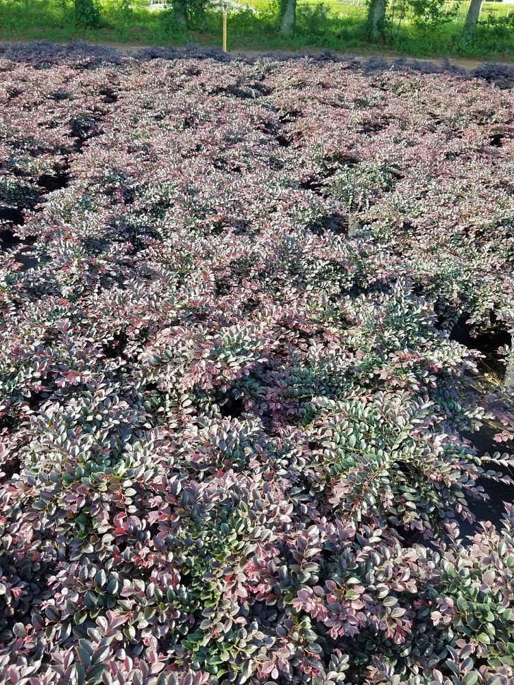 loropetalum-chinense-var-rubrum-piilc-i-crimson-fire-trade-chinese-fringe-flower