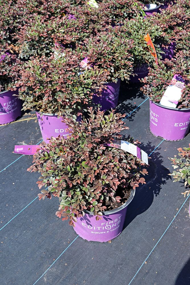 loropetalum-chinense-var-rubrum-piilc-i-crimson-fire-trade-chinese-fringe-flower