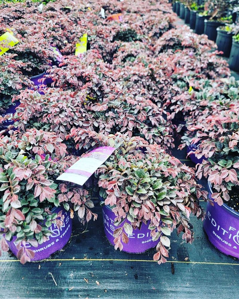 loropetalum-chinense-var-rubrum-piilc-i-crimson-fire-trade-chinese-fringe-flower