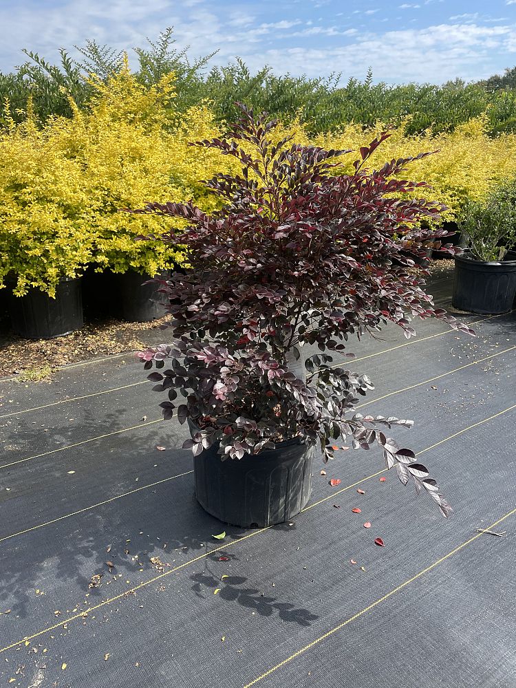 loropetalum-chinense-var-rubrum-piilc-i-crimson-fire-trade-chinese-fringe-flower