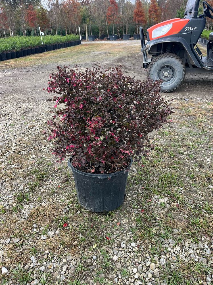 loropetalum-chinense-var-rubrum-piilc-i-crimson-fire-trade-chinese-fringe-flower