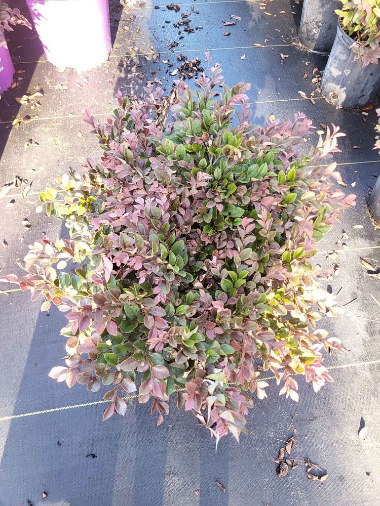 loropetalum-chinense-var-rubrum-piilc-i-crimson-fire-trade-chinese-fringe-flower