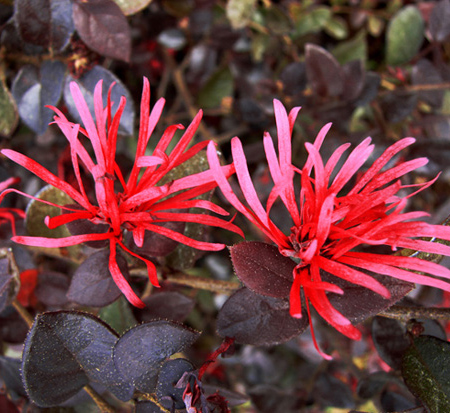 loropetalum-chinense-var-rubrum-piilc-ii-sparkling-sangria-trade-chinese-fringe-flower