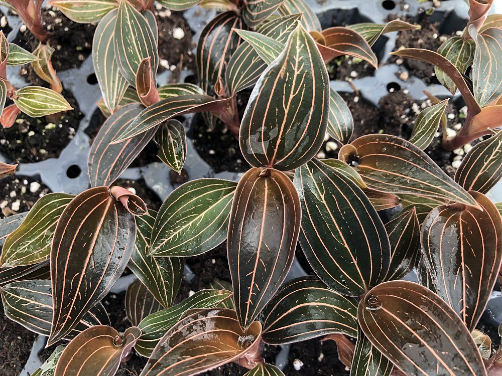 ludisia-discolor-jewel-orchid-variegated-ludisia-species-orchid